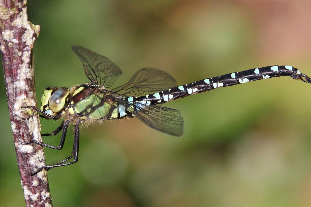 Additional image 26 of Lansdowne Way, Angmering, West Sussex