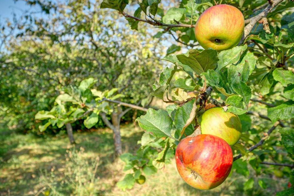 Additional image 28 of Marshfoot Lane, Hailsham, BN27