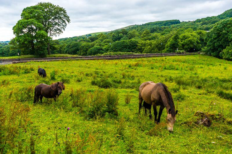 Additional image 15 of Wallsuches, Horwich