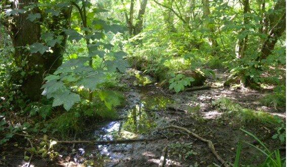 Additional image 5 of Moat Wood, East Hoathly, East Sussex, BN8