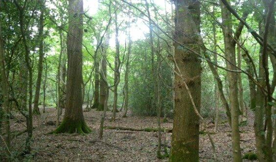 Additional image 6 of Moat Wood, East Hoathly, East Sussex, BN8