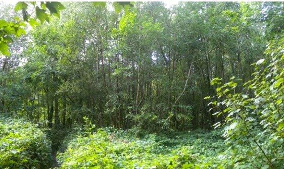 Additional image 4 of Moat Wood, East Hoathly, East Sussex, BN8