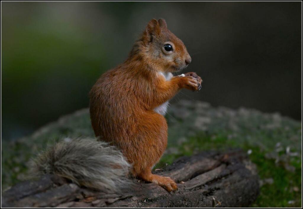 Additional image 31 of Boroughgate, Appleby-In-Westmorland
