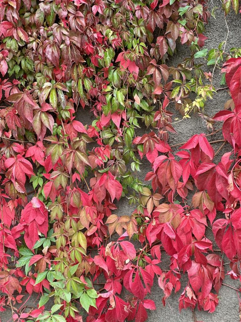 Additional image 72 of Tuttors Hill, Cheddar