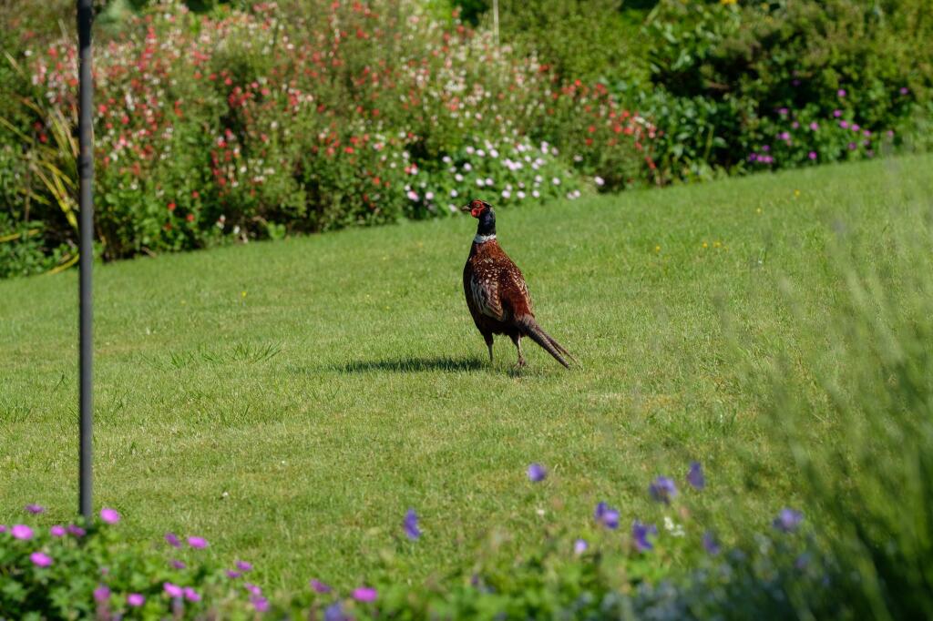 Additional image 14 of Rickford Rise, Burrington, BS40