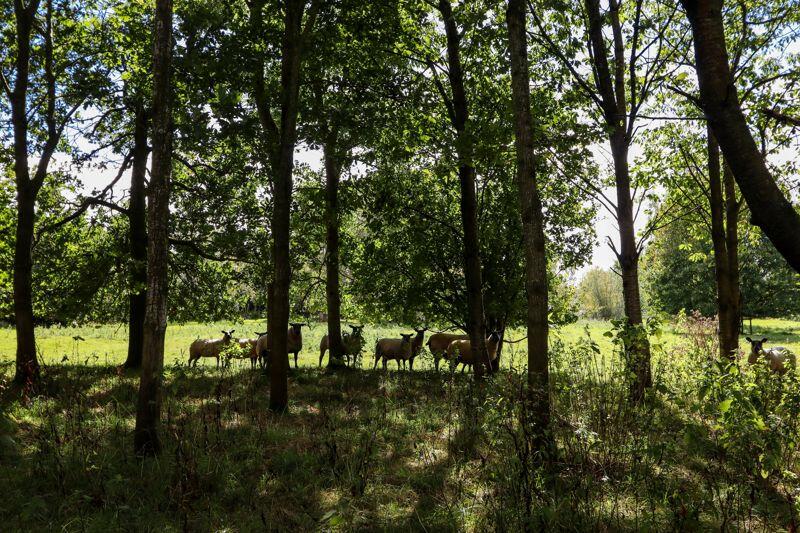 Additional image 32 of Ham Lane, Kingston Seymour