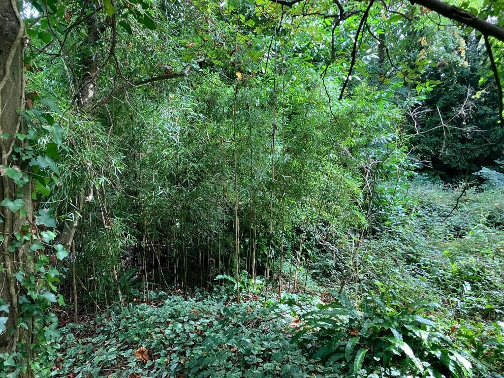 Additional image 3 of Woodland at Tower House Lane, BS48