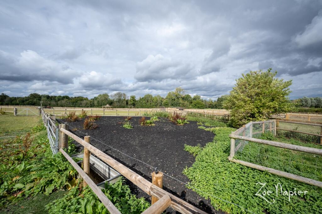 Additional image 28 of Sturmer