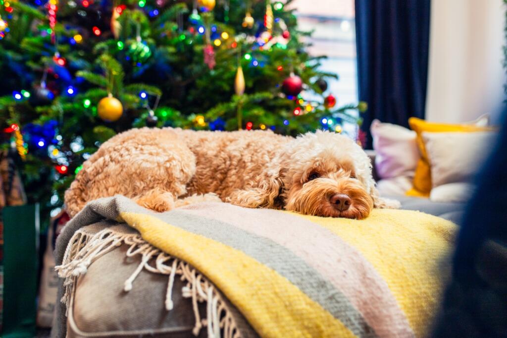 Additional image 19 of Dorchester Avenue, Penylan