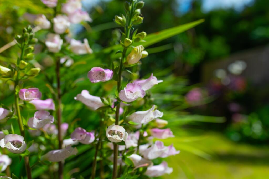 Additional image 17 of Seymour Street, Splott