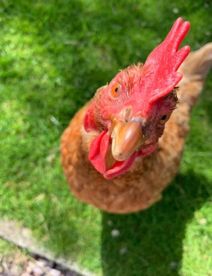 Additional image 41 of Longworth Lane, Egerton, Bolton, BL7 9QY