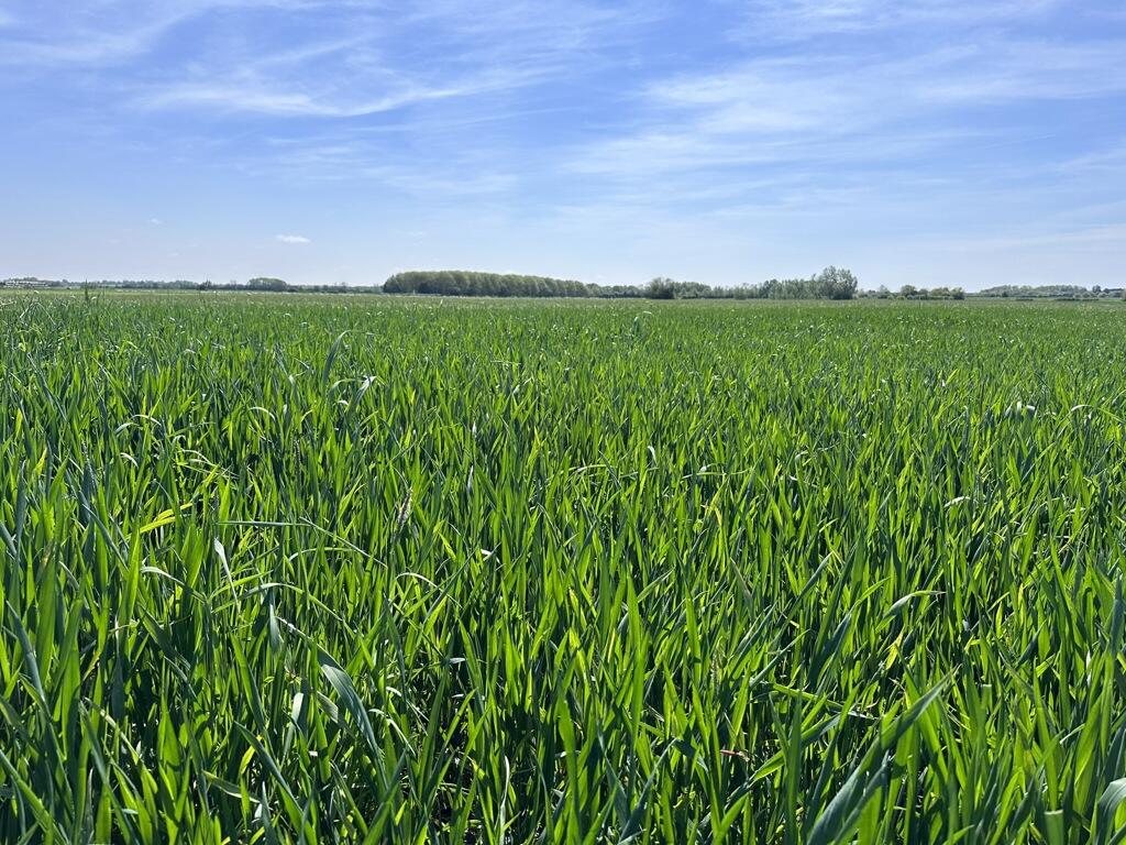 Additional image 5 of Arable Land At Coveney, Short Causeway, Witcham, Cambridgeshire, CB6 2DG