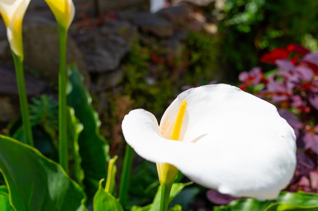 Additional image 18 of Seymour Street, Splott