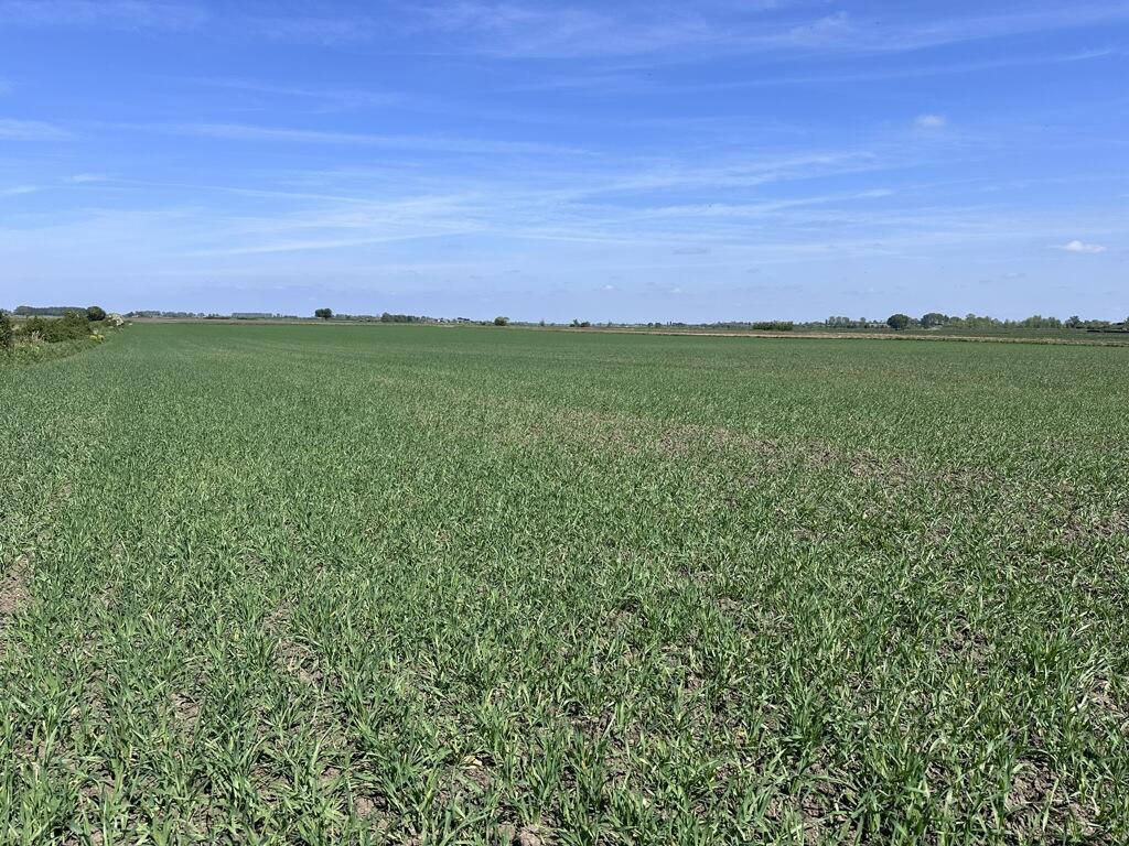 Additional image 6 of Arable Land At Coveney, Short Causeway, Witcham, Cambridgeshire, CB6 2DG