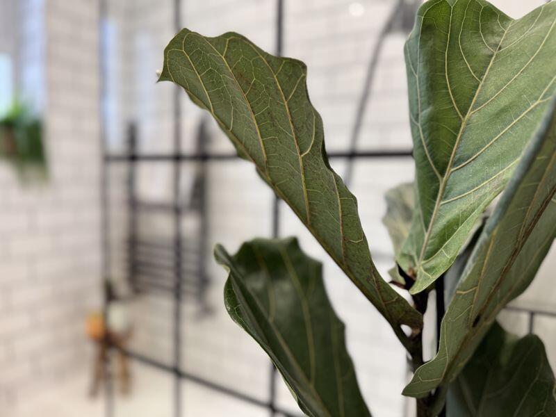 Additional image 20 of Lichfield Road, Four Oaks, Sutton Coldfield, B74 4DL