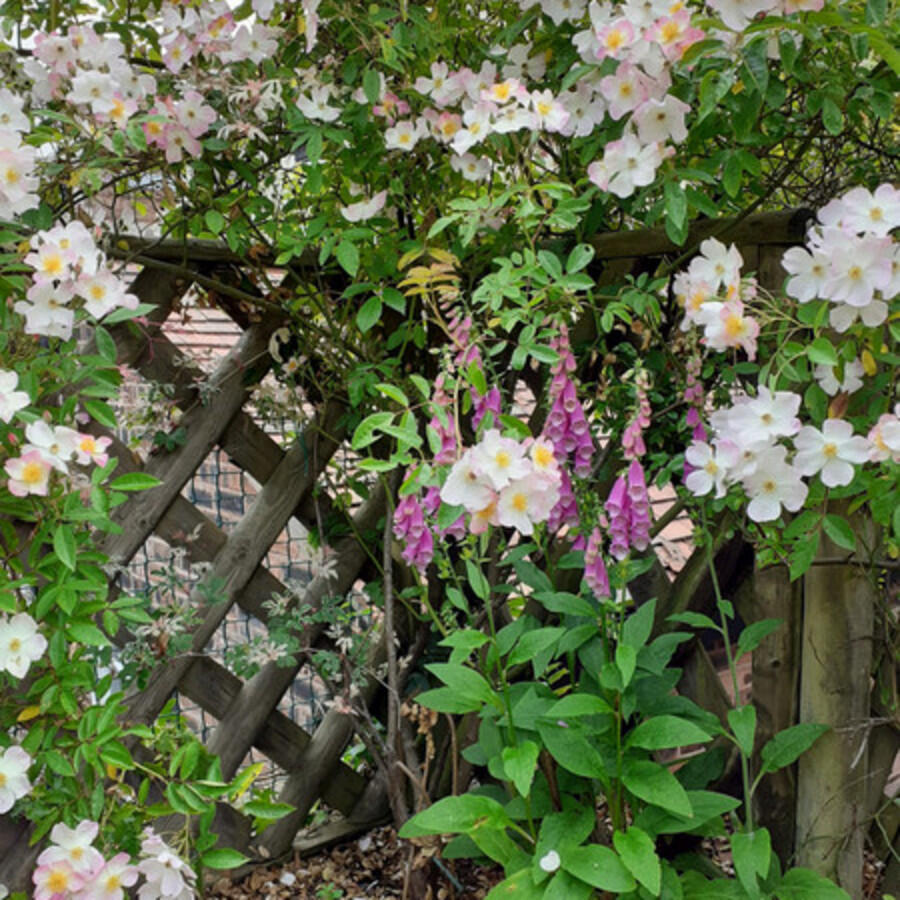 Additional image 28 of The Village, Burton, CH64 5