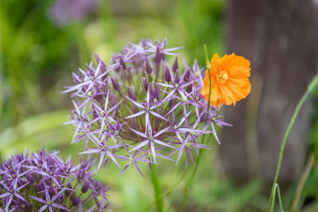 Additional image 39 of Brewery Farm, Bower House Tye, Polstead,