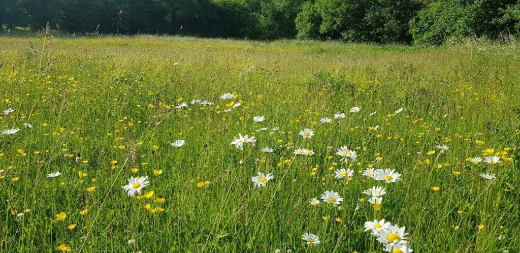 Additional image 42 of Cefn Bychan Woods, Pantymwyn, Mold, Flintshire, CH7