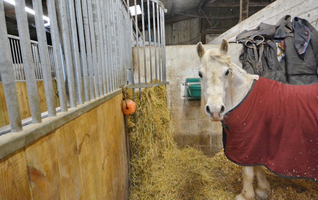 Additional image 29 of Cae Hic Livery & Riding Centre, Ffordd Y Blaenau, Treuddyn, Mold, Flintshire
