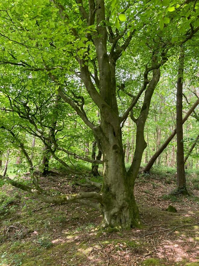 Additional image 7 of Maeshafn, Denbighshire, Wales