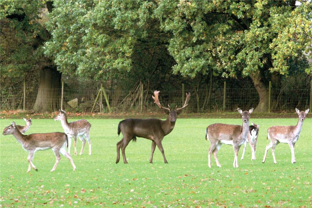 Additional image 3 of Brizes Park, Ongar Road, Kelvedon Hatch, Brentwood, CM15
