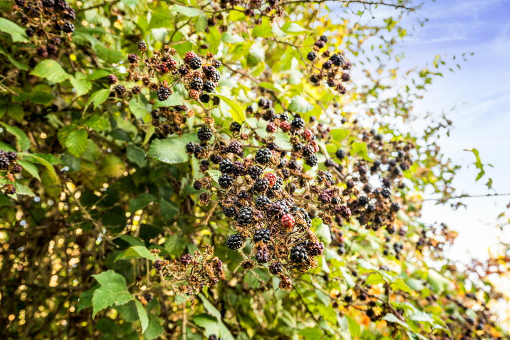 Additional image 28 of New Park, Castle Hedingham, Halstead, CO9