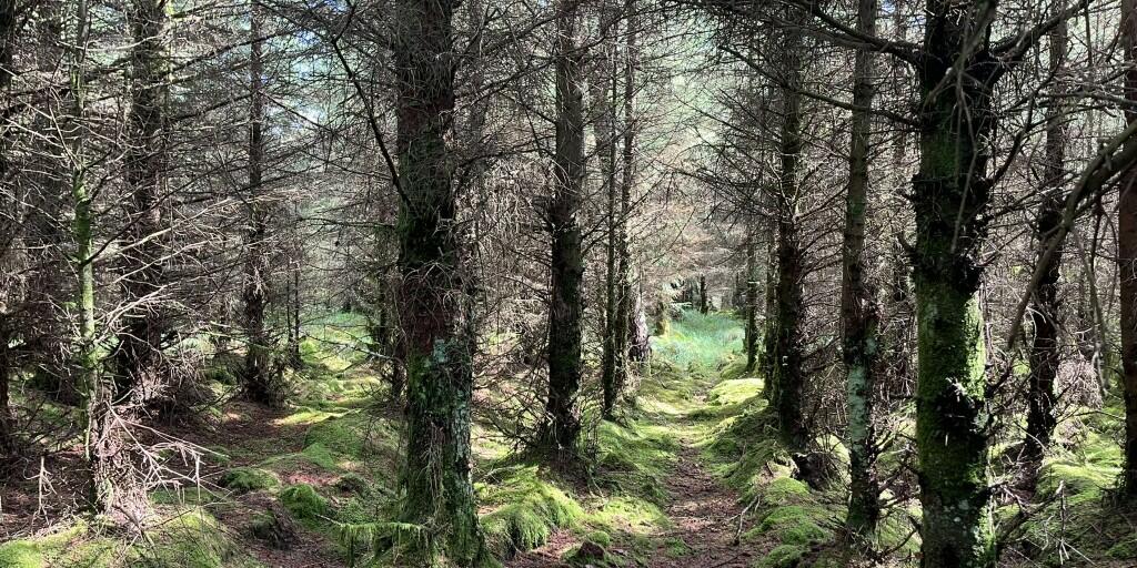 Additional image 10 of Crailloch Moss Wood, Galloway DG8