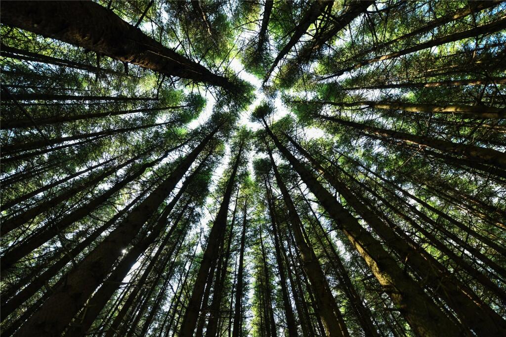 Additional image 12 of Glenquicken Estate, Creetown, Newton Stewart, Dumfries and Galloway, South West Scotland, DG8