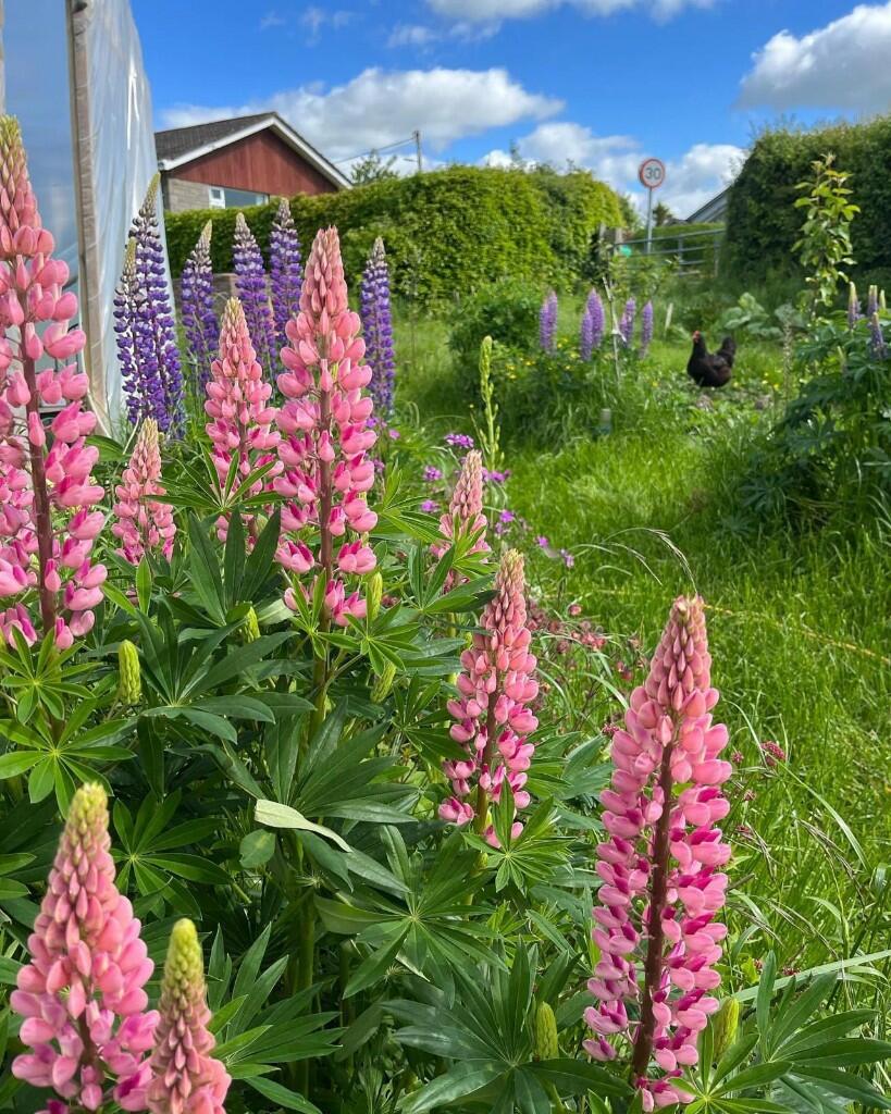 Additional image 39 of Beech View, High Road, Lockerbie, Dumfriesshire, DG11 1JS