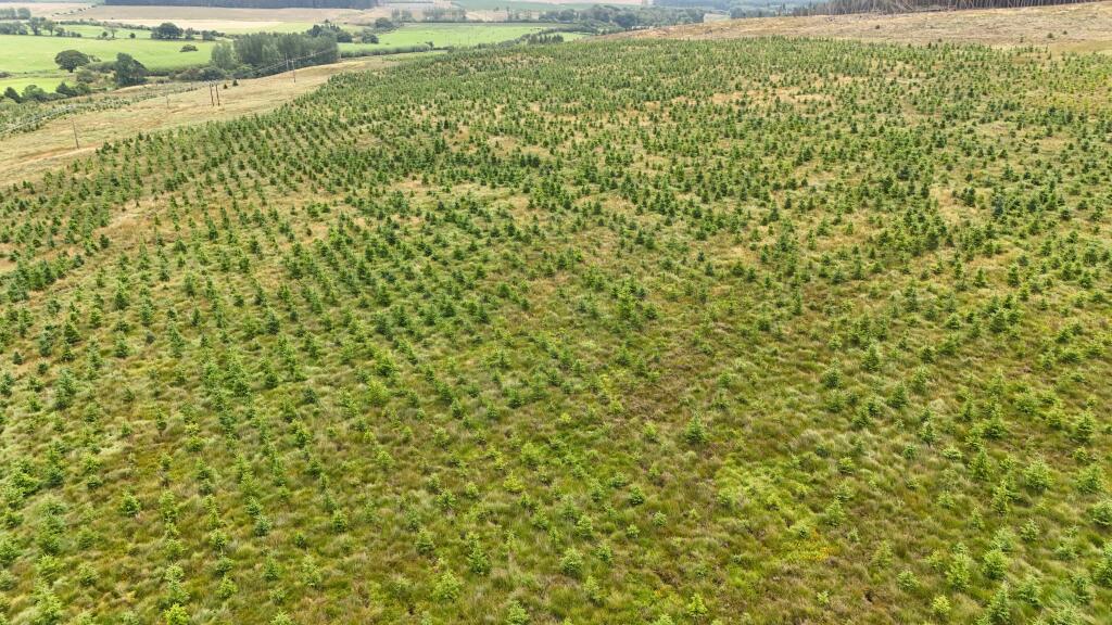 Additional image 5 of Hotts Hill Forest, Waterbeck, Lockerbie DG11 3HA