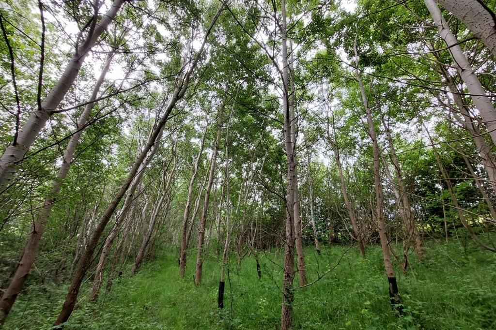 Additional image 5 of Woodland at Jacksdale, Ashfield, Nottingham, DE55 4PE