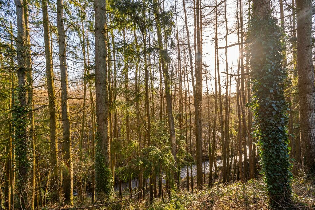 Additional image 54 of Mill Grange, near Duncow, Dumfries