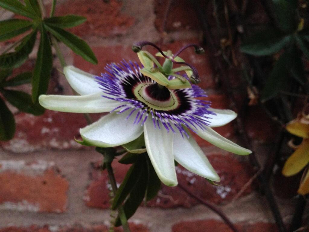 Additional image 59 of The Village, Dale Abbey