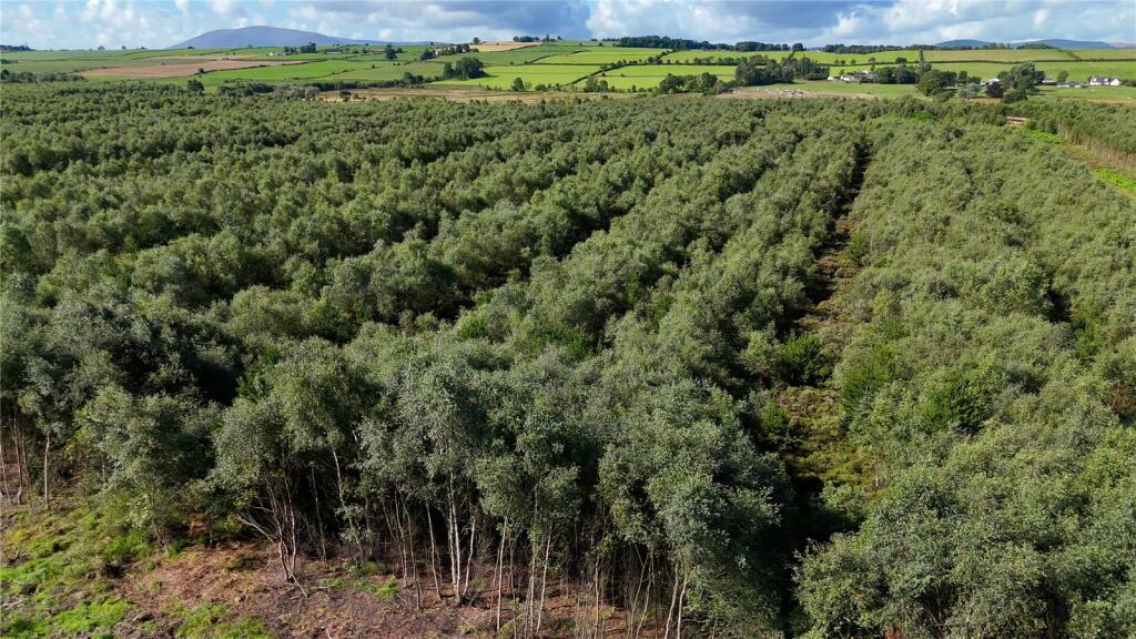 Additional image 19 of Fleet Forest, Fleet Forest, Dumfries, Dumfries & Galloway, South West Scotland, DG1