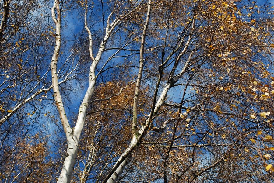 Additional image 10 of Plot B2 Shipley Lakeside, Pit Lane, Shipley, Heanor, Derbyshire