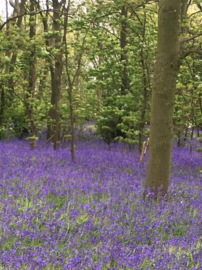Additional image 61 of The Village, Dale Abbey