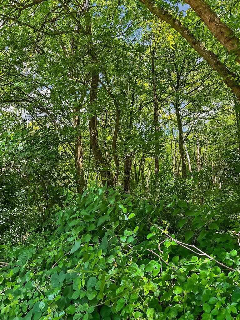 Additional image 5 of Ridge Lane, Meopham, Gravesend, Kent