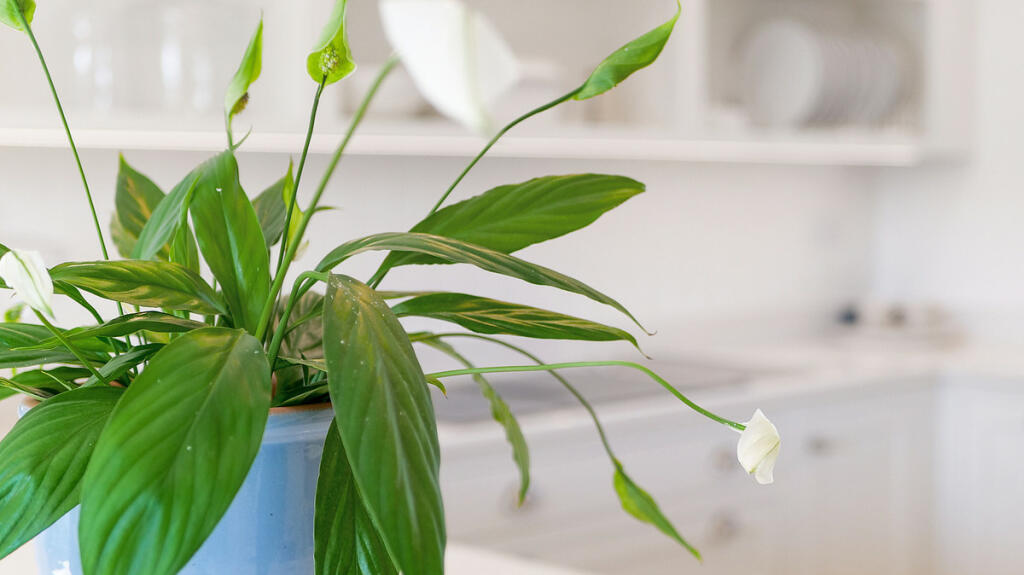 Additional image 9 of Riverside Off Tiddington Road, Stratford Upon Avon, Warwickshire. CV37 7BD