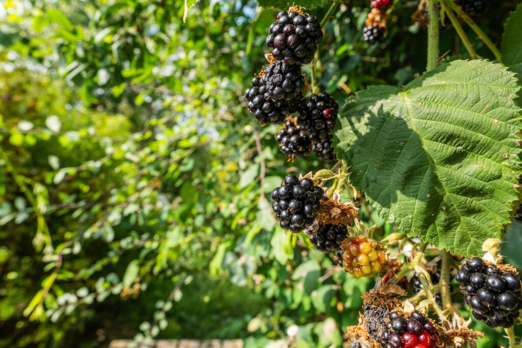 Additional image 16 of Binswood End, Harbury, Leamington Spa