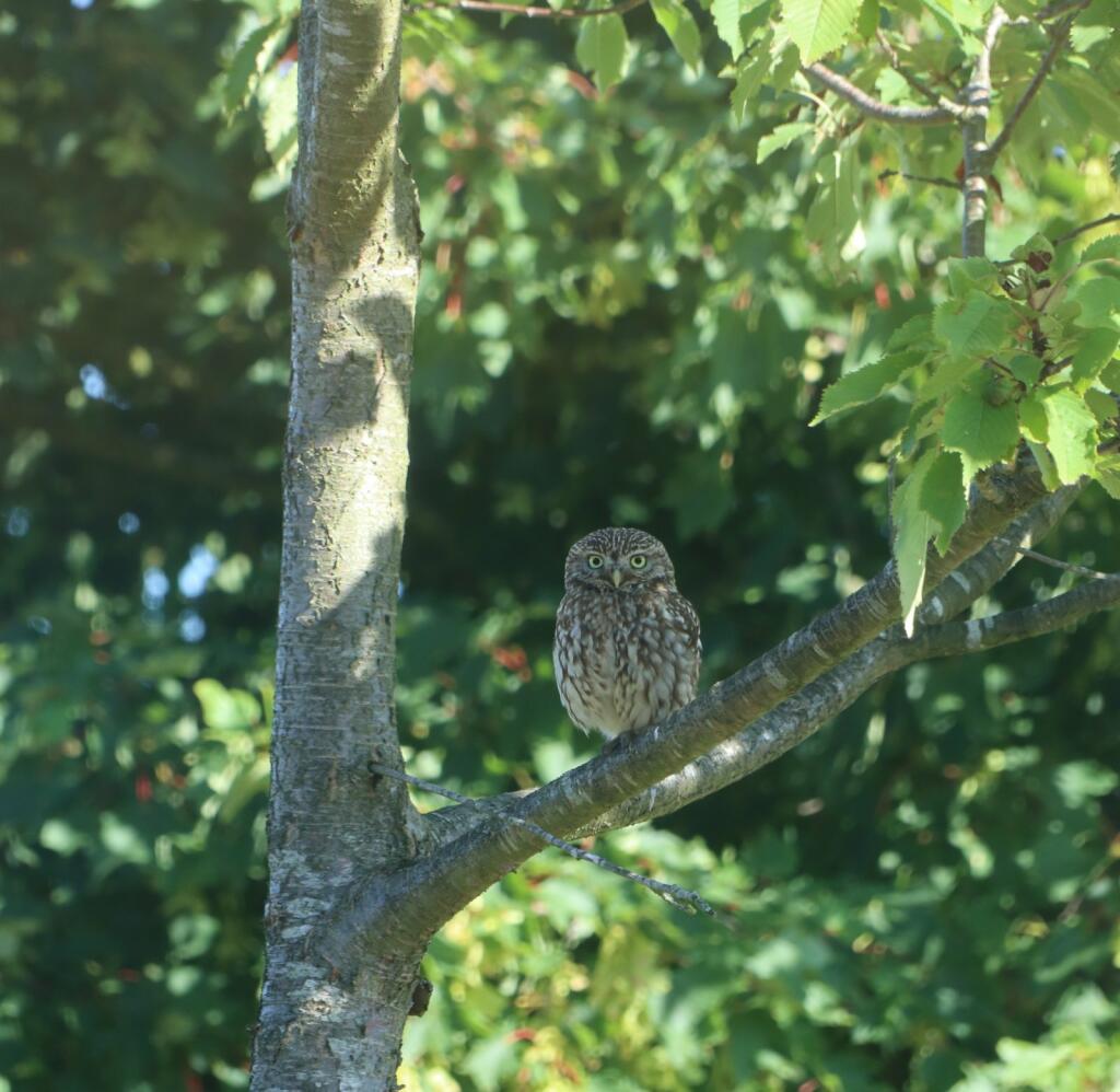 Additional image 17 of North Stream, Marshside, Canterbury, Kent