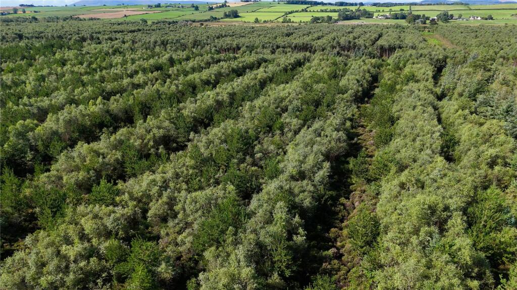 Additional image 10 of Fleet Forest, Fleet Forest, Dumfries, Dumfries & Galloway, South West Scotland, DG1