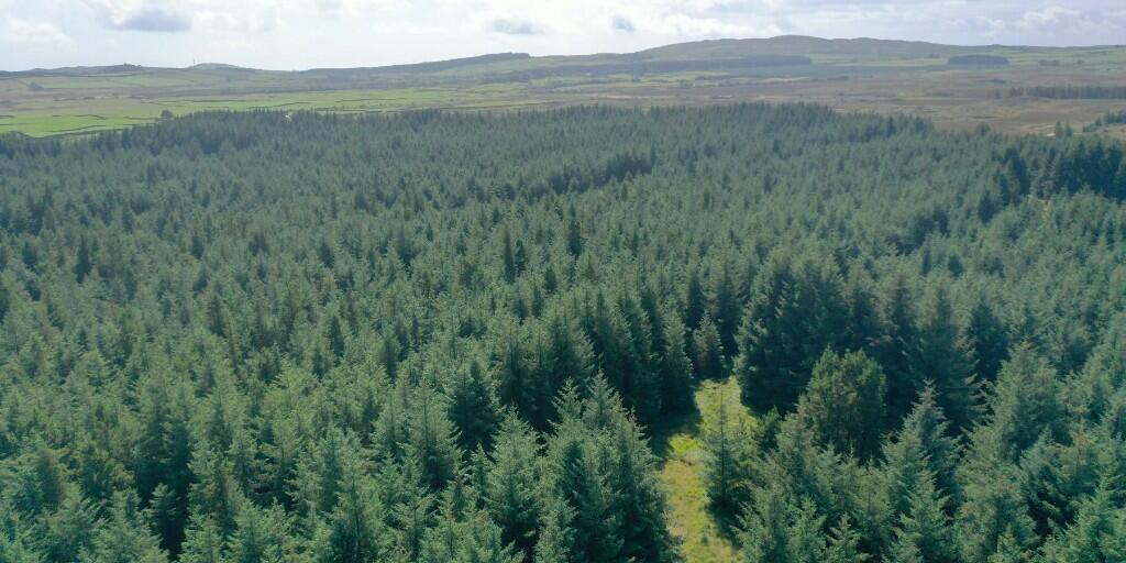 Additional image 5 of Crailloch Moss Wood, Galloway DG8