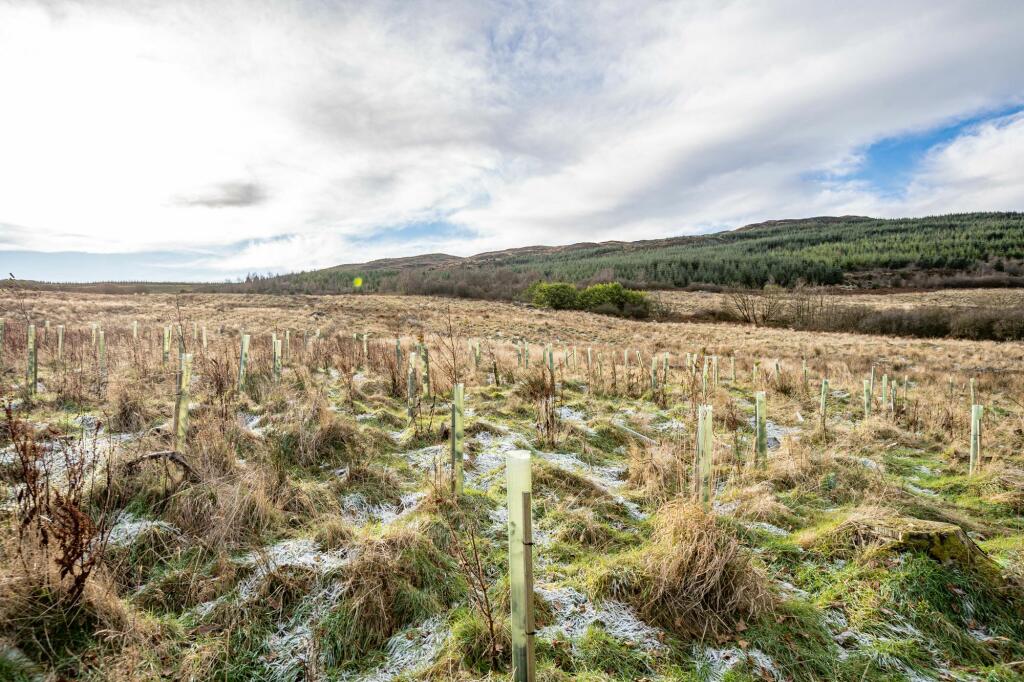 Additional image 7 of Dungarry Hill Plantation, Auchencairn, Castle Douglas, DG7