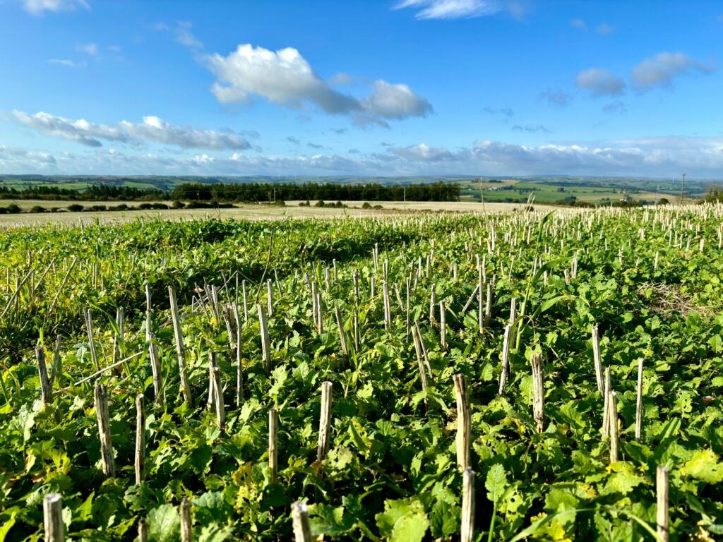 Primary image of Land at Lanchester, Peth Lane, Lanchester, Durham