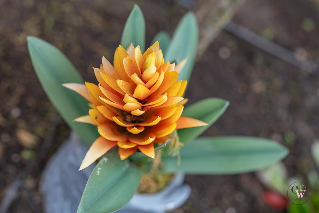 Additional image 63 of Redwing Street, Winsford