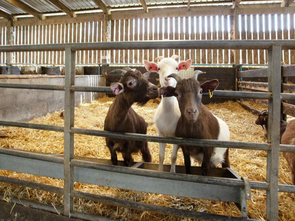 Additional image 9 of Mabie Farm and Lodge Park, Burnside Farm,Mabie, Dumfries and Galloway, DG2 8EZ