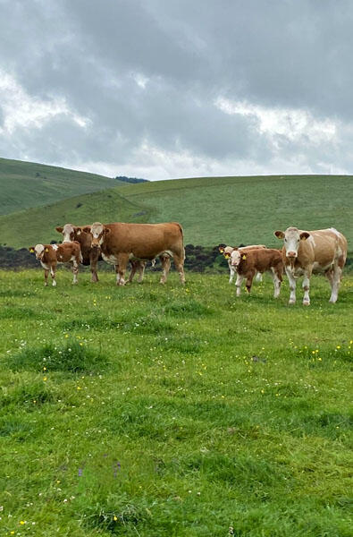 Additional image 11 of Townhead Farm Steading & Land