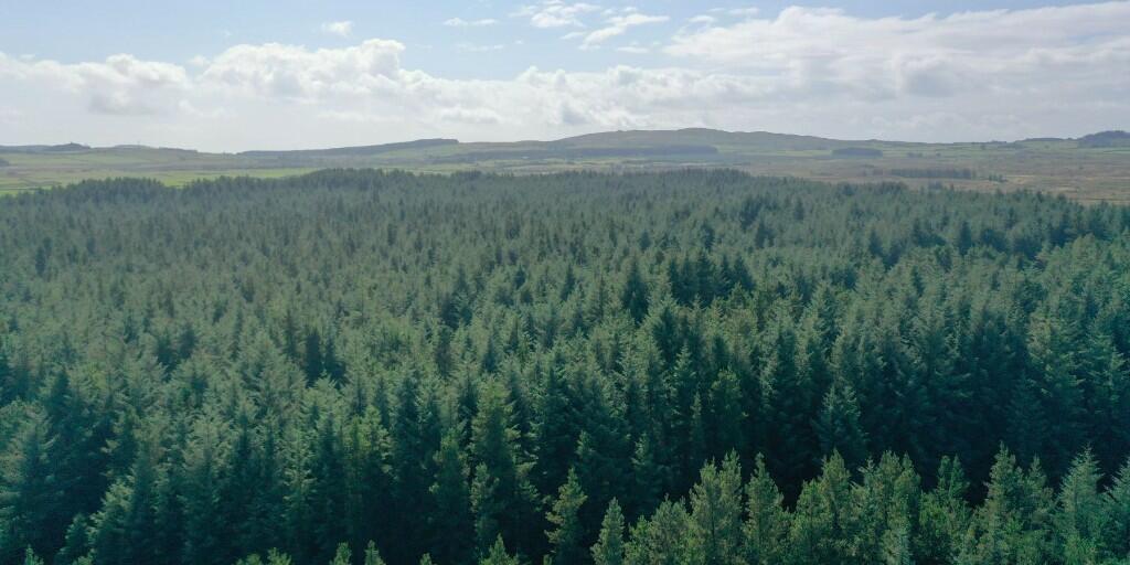 Additional image 3 of Crailloch Moss Wood, Galloway DG8