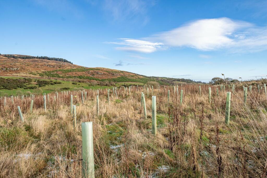 Additional image 6 of Dungarry Hill Plantation, Auchencairn, Castle Douglas, DG7