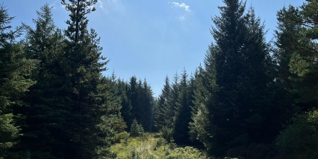 Additional image 9 of Crailloch Moss Wood, Galloway DG8